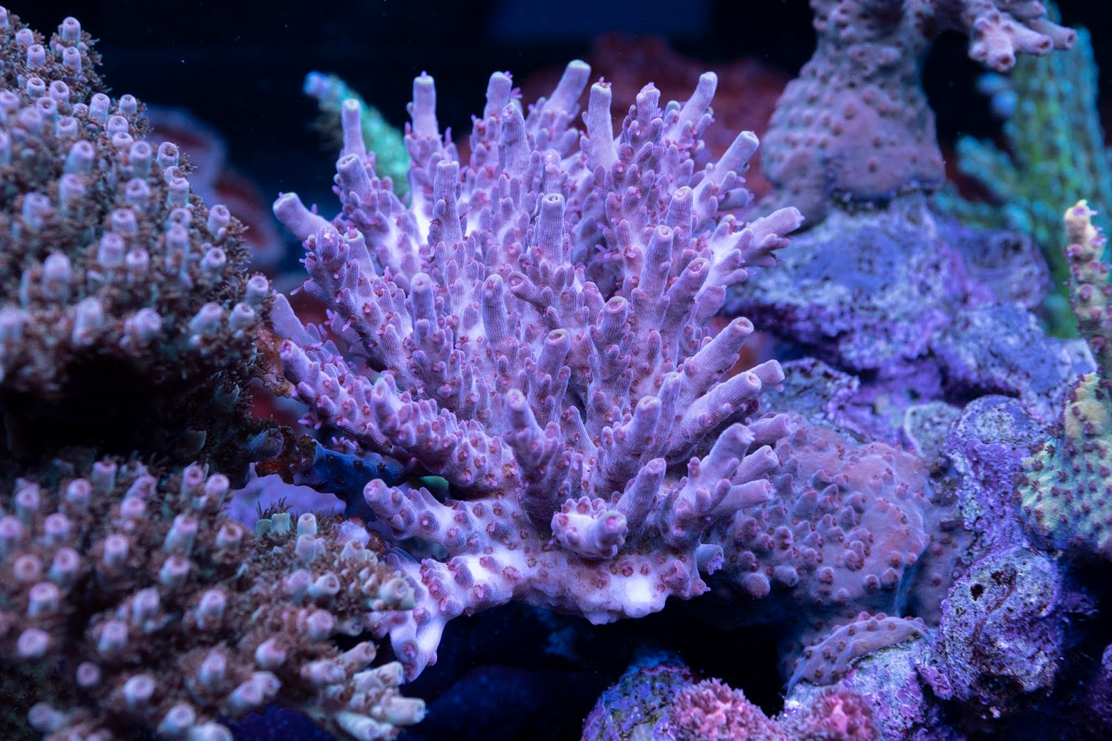Build Thread - Ricky's Reef (120 Gallon) | Page 18 | REEF2REEF ...