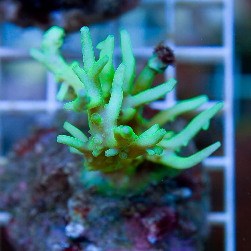 Large-Coral-12-10.jpg