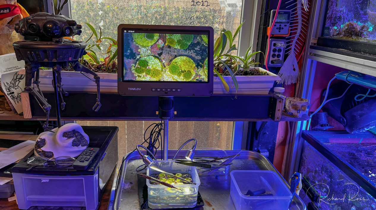reefbuilders.com