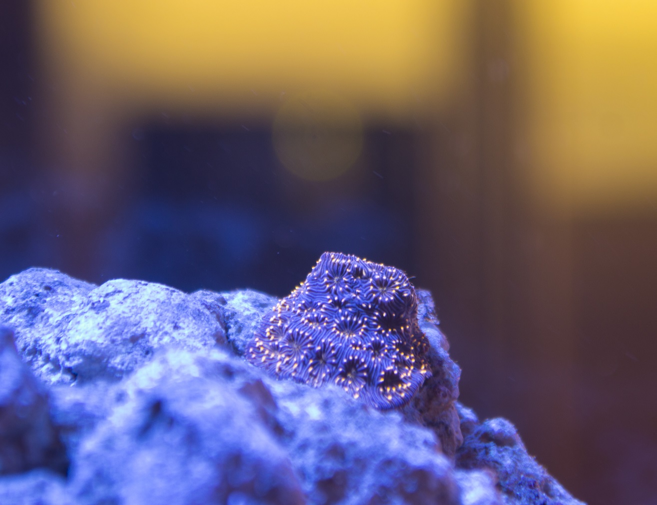 Coral4.JPG