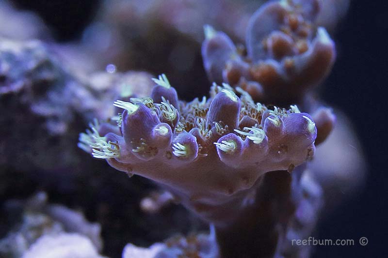 Macro-June-21-2016-pic-10.jpg