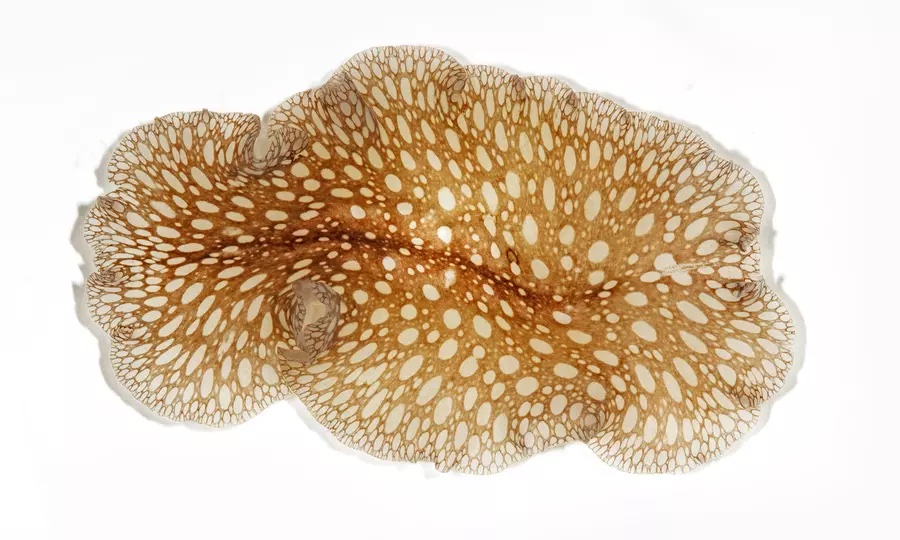 reefbuilders.com