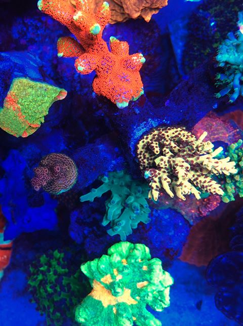 most-colorful-corals-for-a-saltwater-tank10.jpg