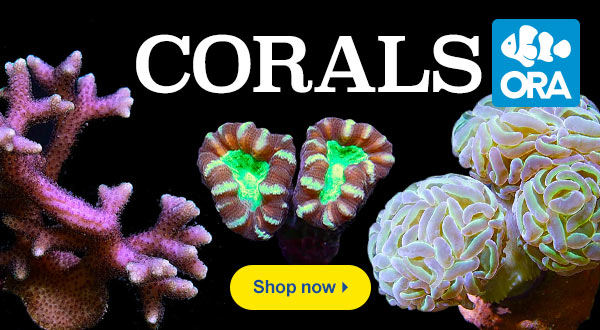 ORA Corals