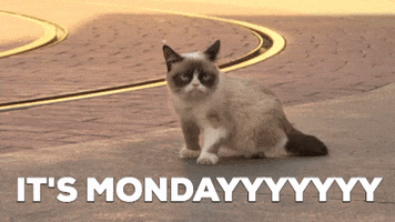 Grumpy Cat GIF by Nebraska Humane Society