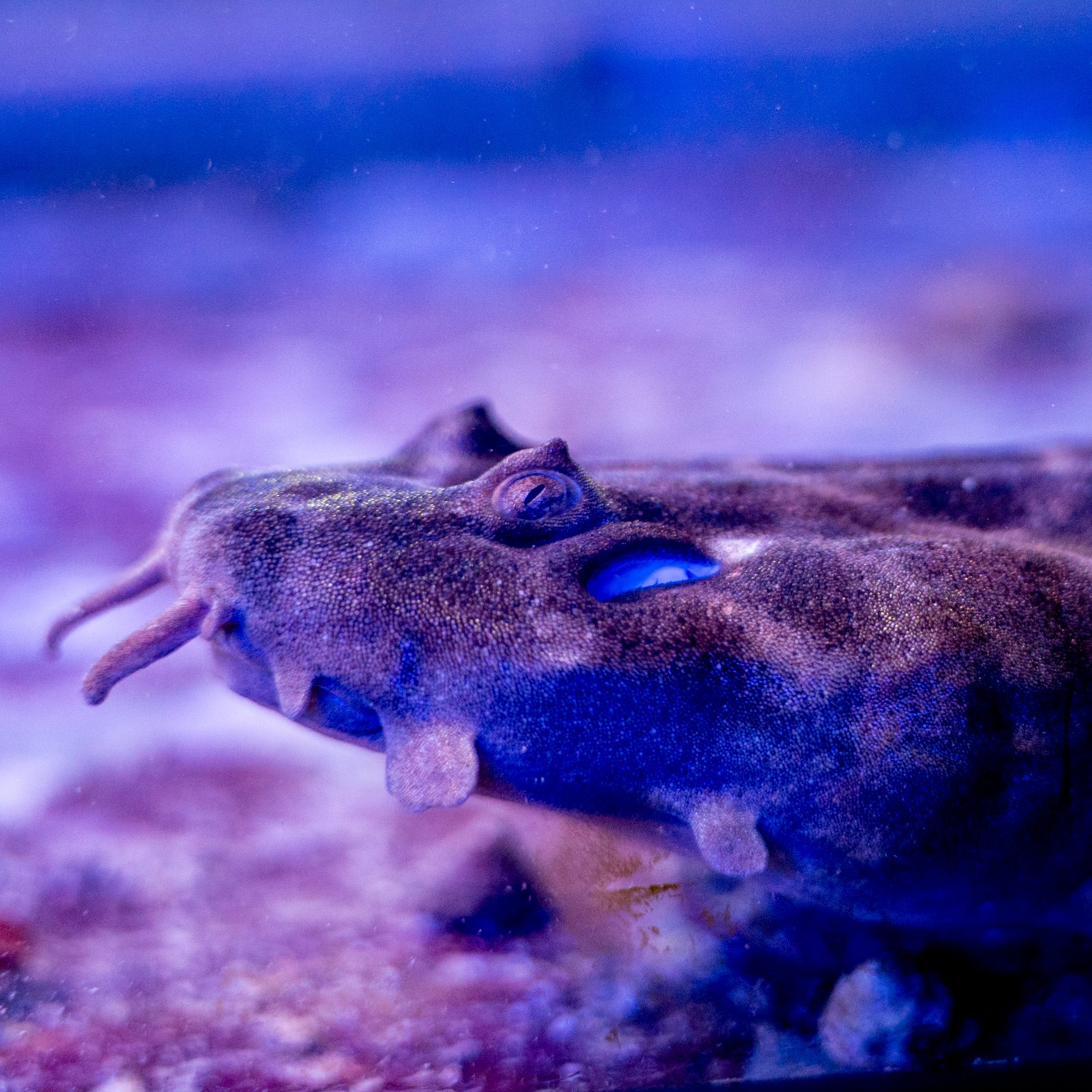 detroitreefclub.com