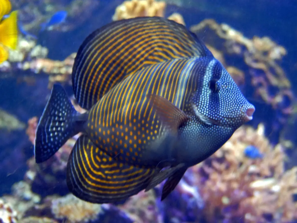 PECES-MAS-VENENOSOS-3.jpg