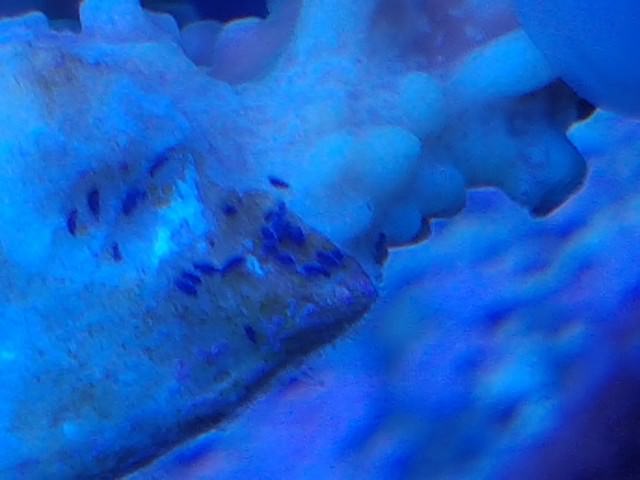 Blue bugs..? Ever seen these before on SPS? | Reef2Reef