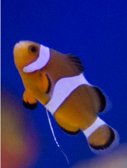 intestinal-worms-humblefish.png