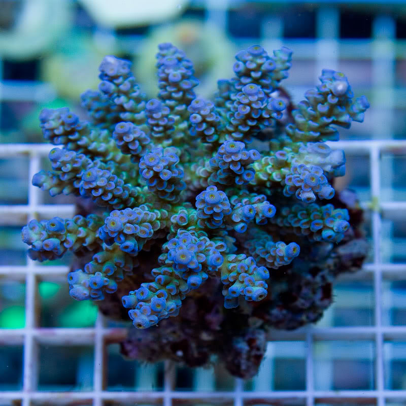 Large-Coral-12-8.jpg