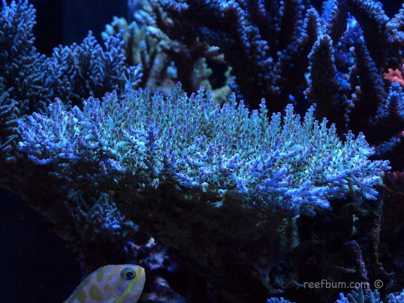 Nov132010Tankpic14.jpg