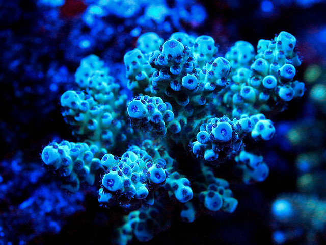 28397398101_0e960e9b70_z.jpg