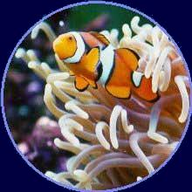 www.rl180reef.com