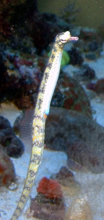 pipefish1.jpg