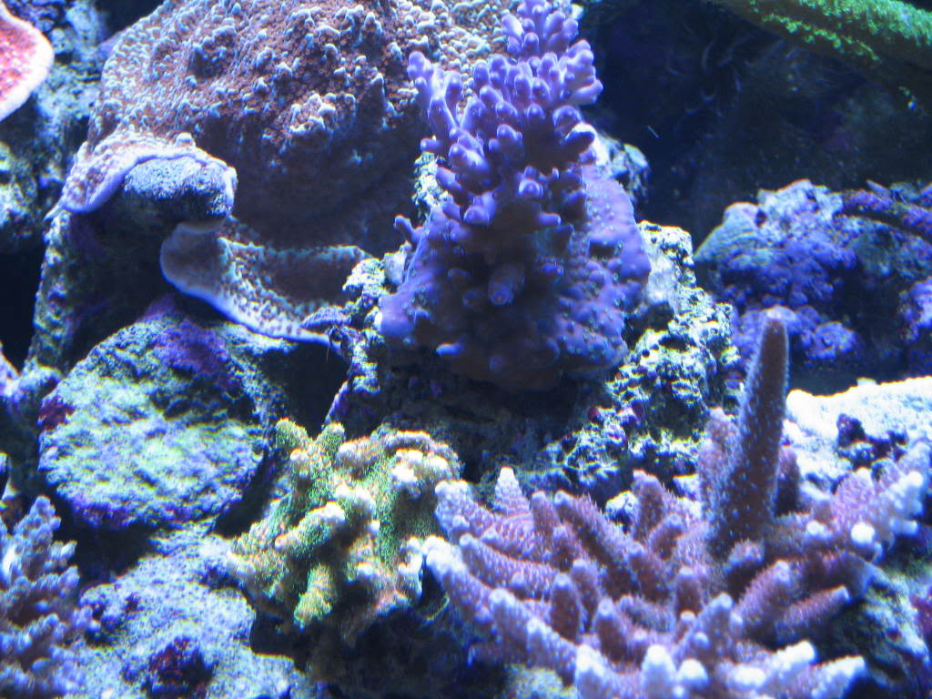 coralpics069.jpg