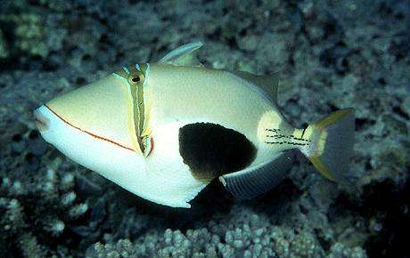 BursaTriggerfish.jpg