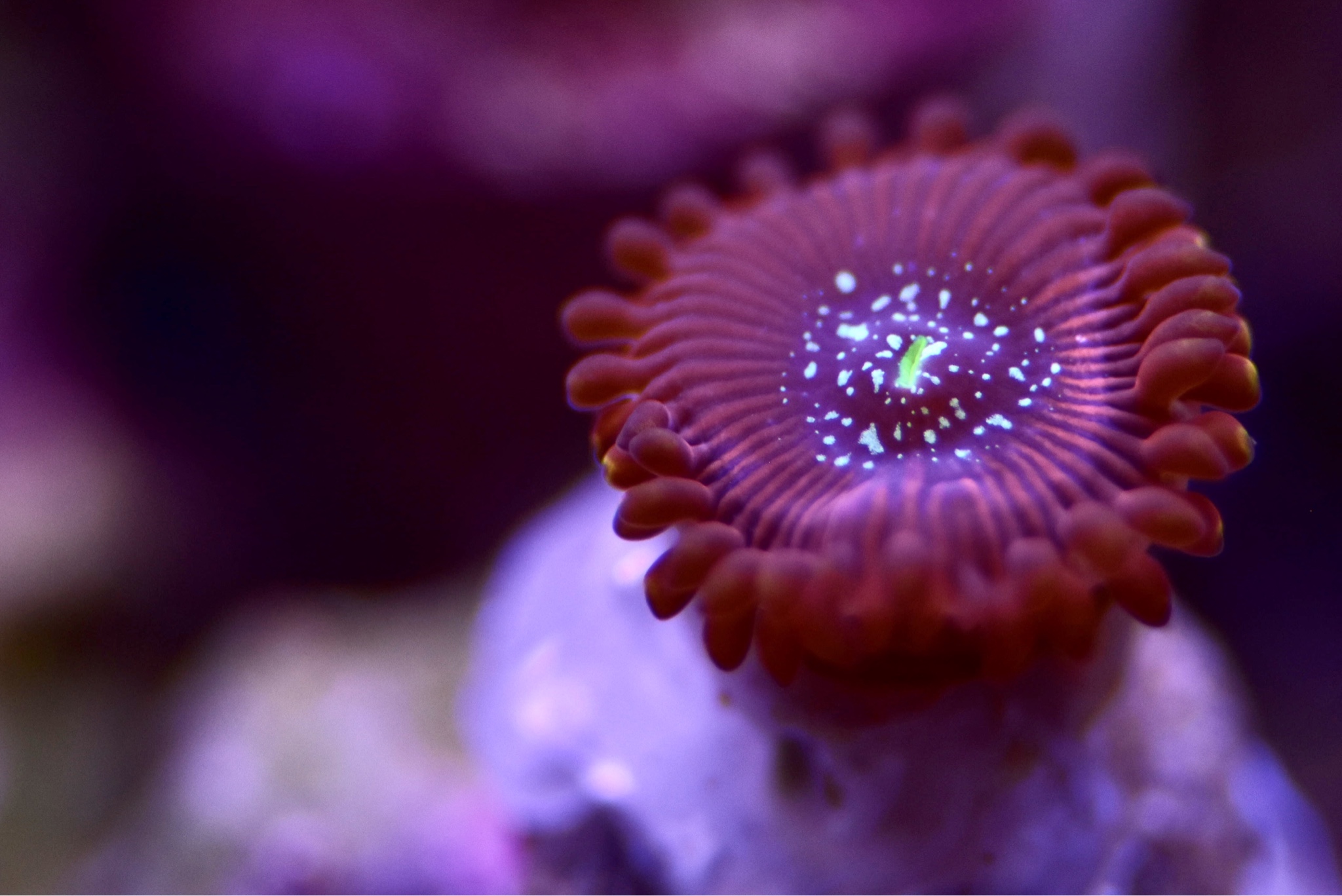 Zoanthid and Palythoa Eye Candy Thread (zoas & palys) | REEF2REEF ...