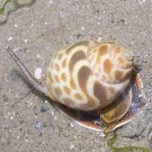 Spiral babylonia snail (Babylonia spirata)
