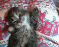 Buenos Dias Whatsapp Status GIF by good-morning