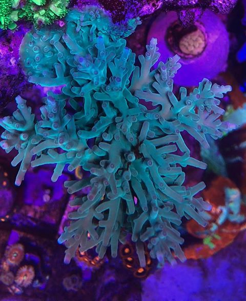 most-colorful-corals-for-a-saltwater-tank19.jpg