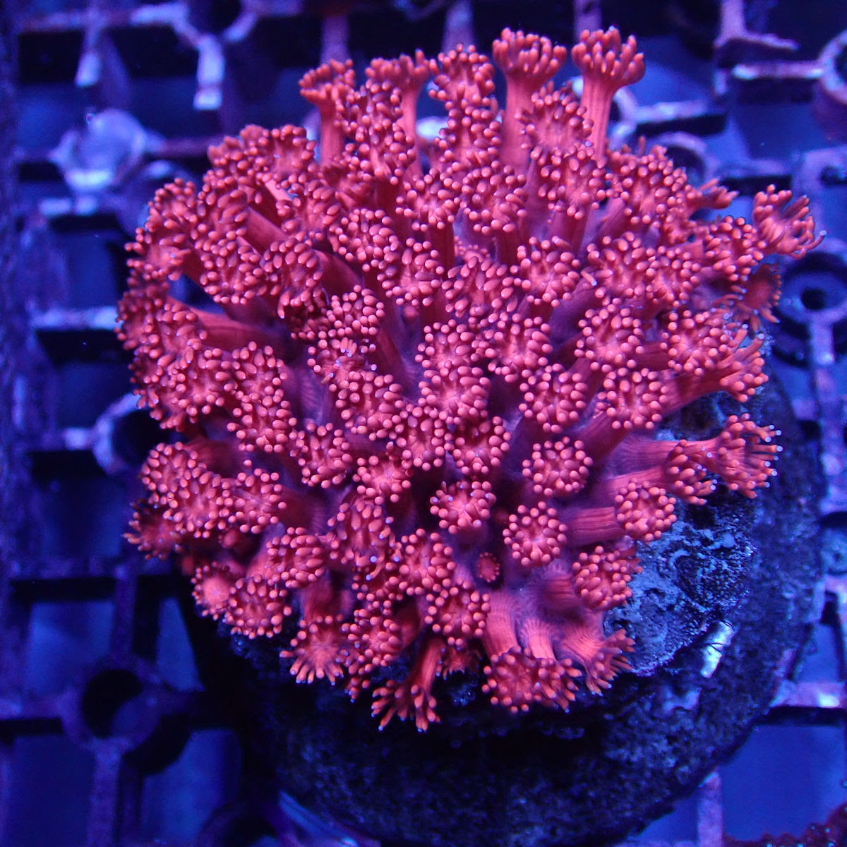 Image of WYSIWYG Coral pink goniopora colony KRK-88