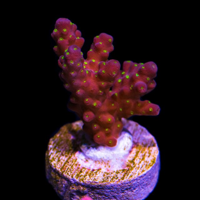 Vwqha52l.jpg
