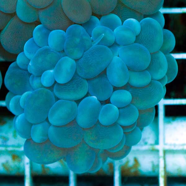Summer Spectacular Marshall Islands Mariculture Bubble Coral #1
