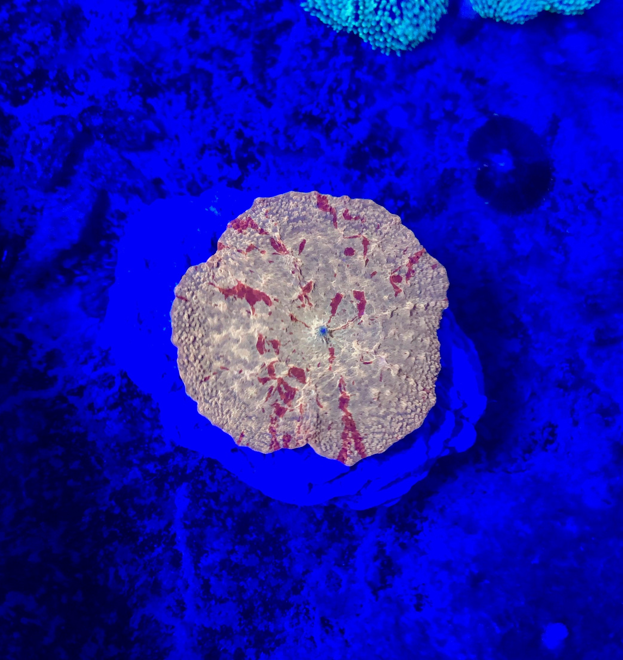 OG Poletti Jawbreaker Mushroom