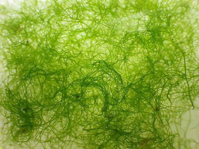 green_seaweed_ulva_flexuosa_07-01-17_1.jpg