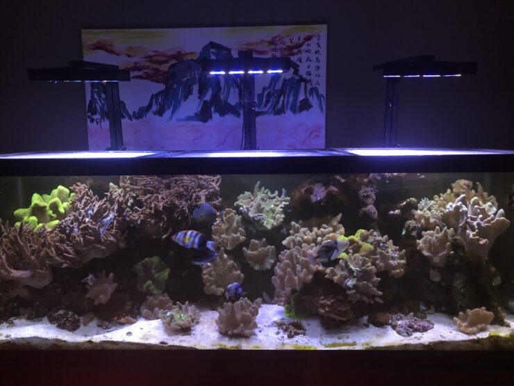 Build Thread - The Past, Present, and Future of my 180 Gallon