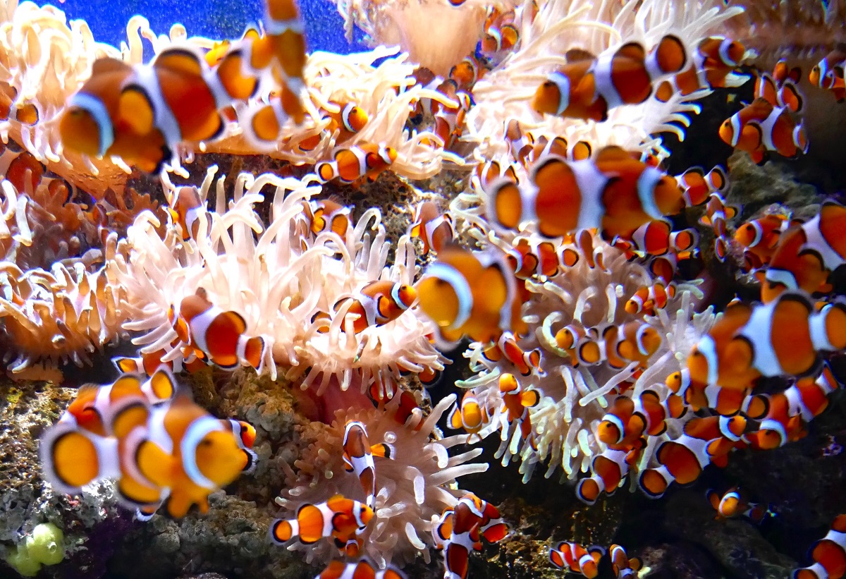 Clarkii eggs... woohoo and now what! need help | Reef2Reef