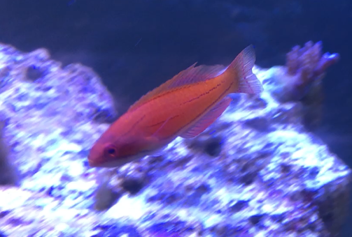 AkQlx5v.png