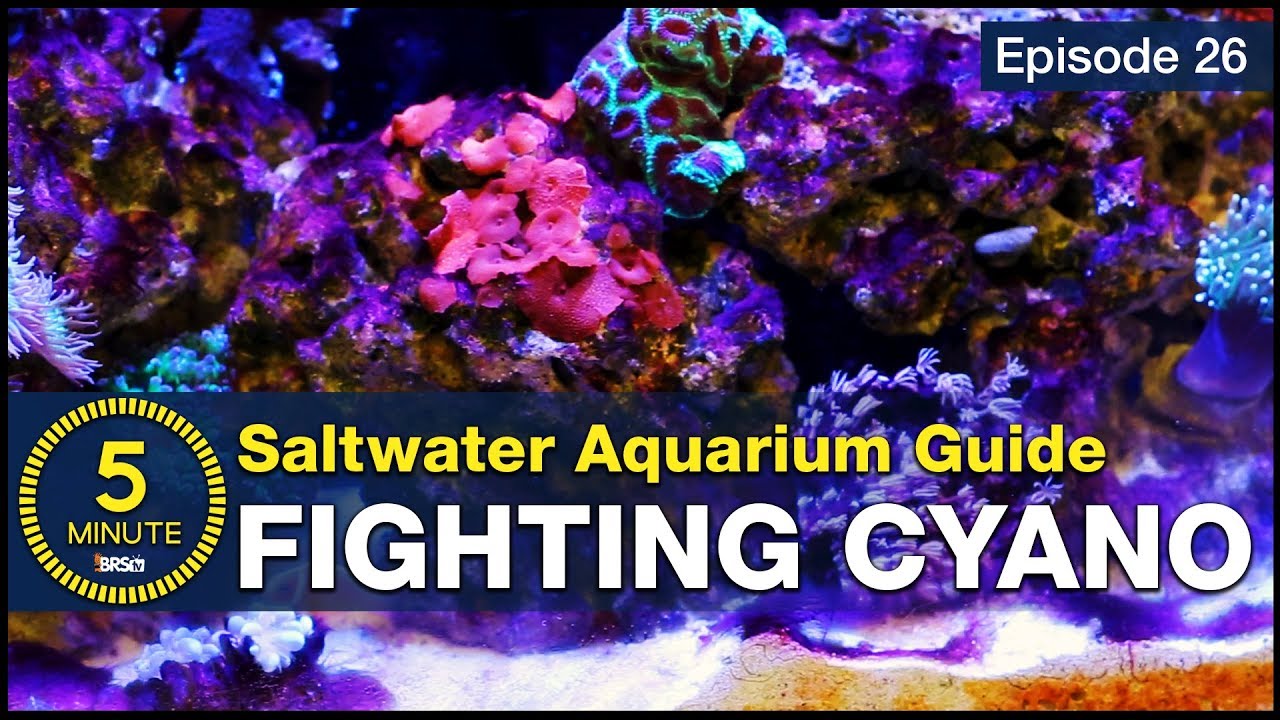 Image showcasing Cyano or Dino's | Reef2Reef