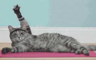 Cat Yoga GIF by MakeSpace