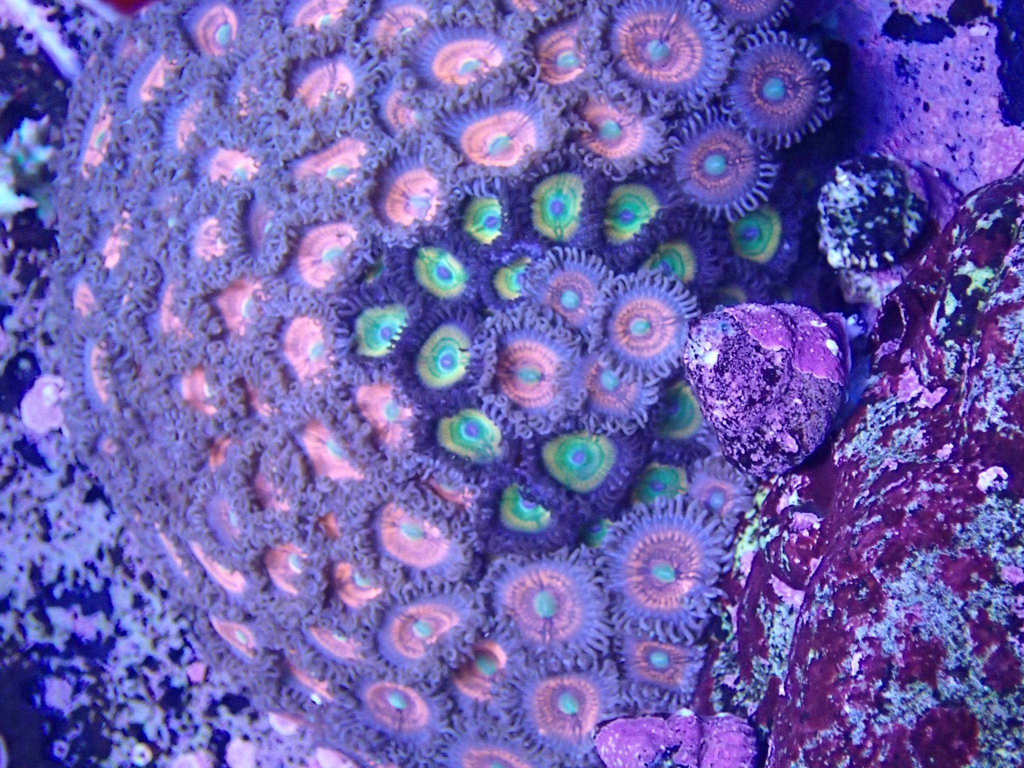 fpt91u0.jpg