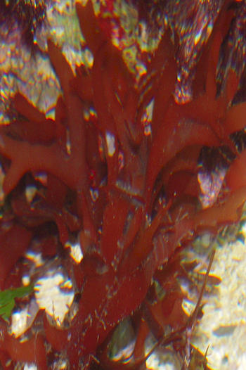 redbush1.jpg