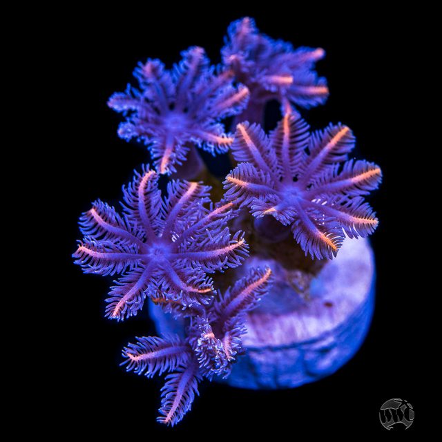 Xdg1Jb5l.jpg