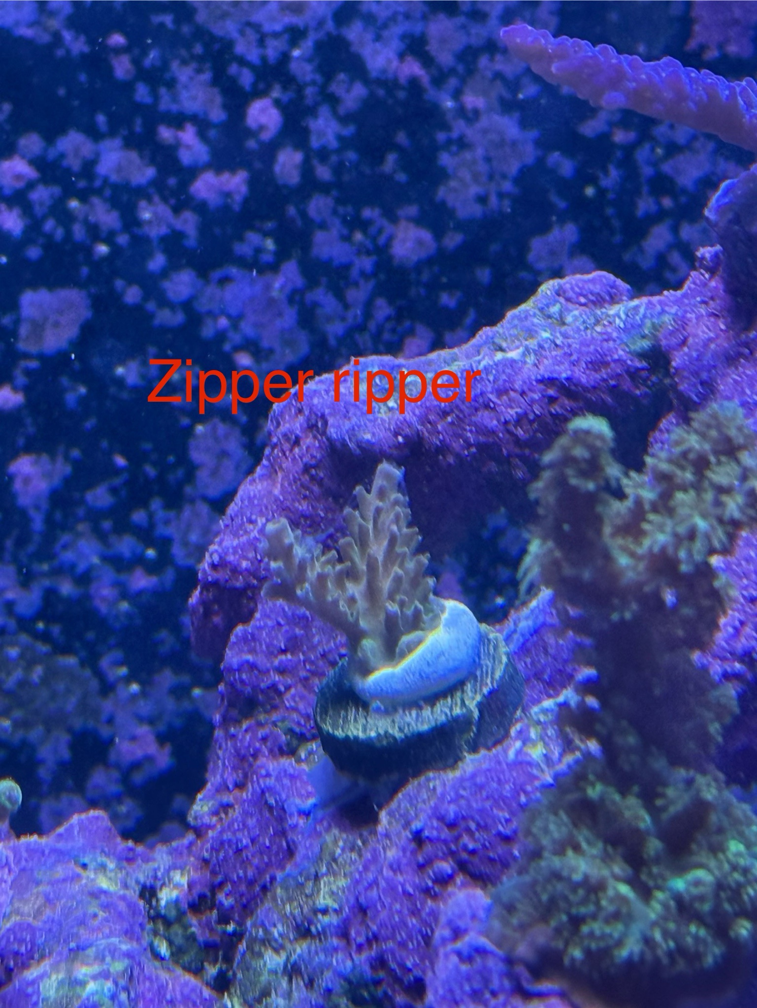 nIxB74w.jpeg