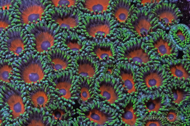 Macro-pic19-Nov-11-2018_edited-1.jpg