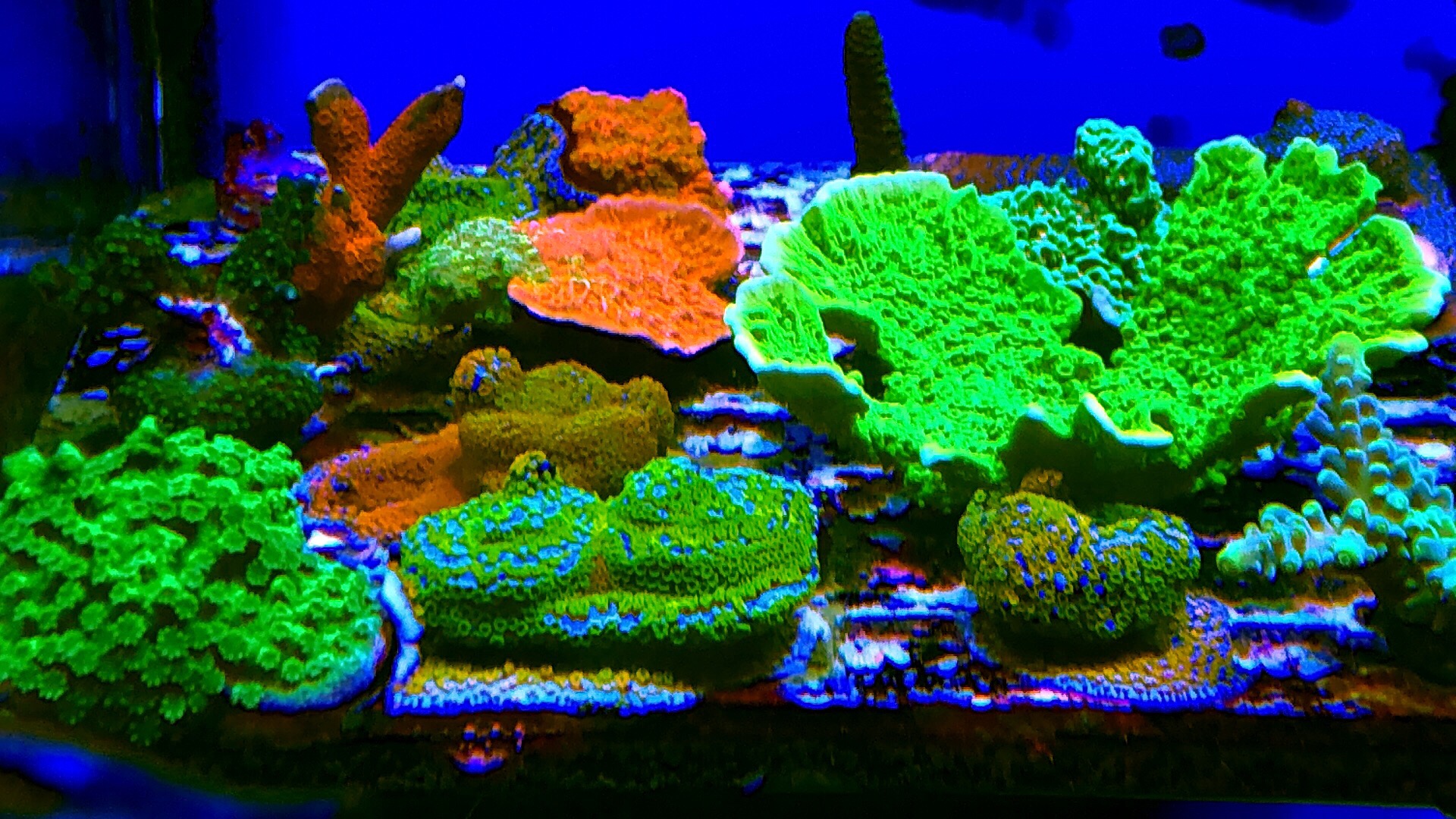 lXf2nhM.jpg