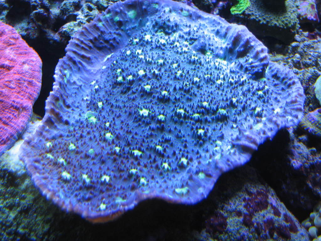 coralpics027.jpg