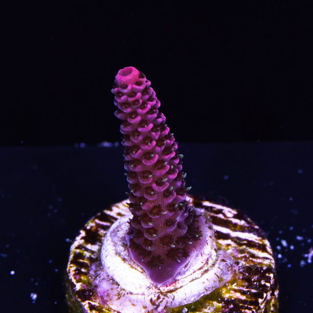 KbjrW5ml.jpg
