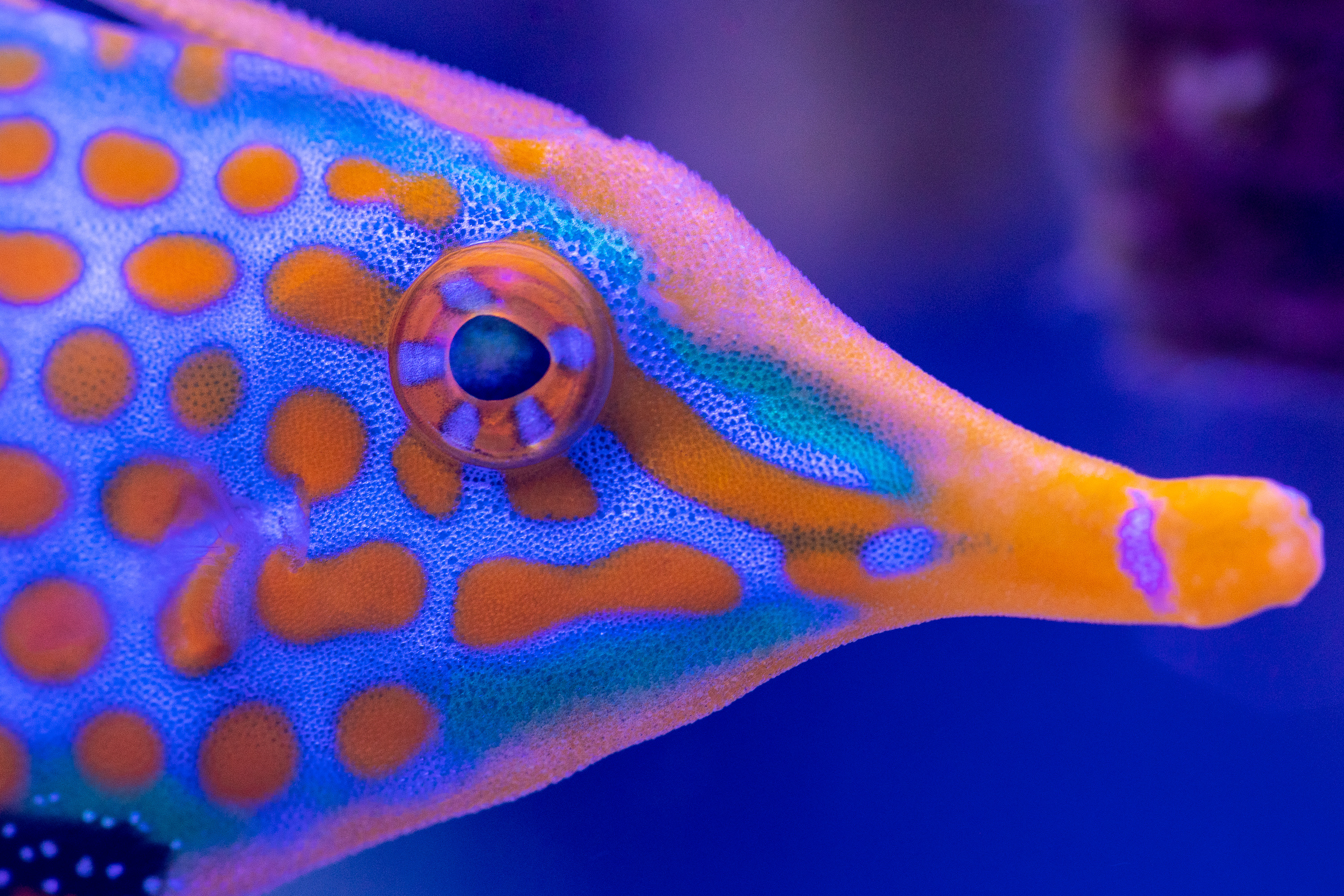 reefsavvy-74.jpg