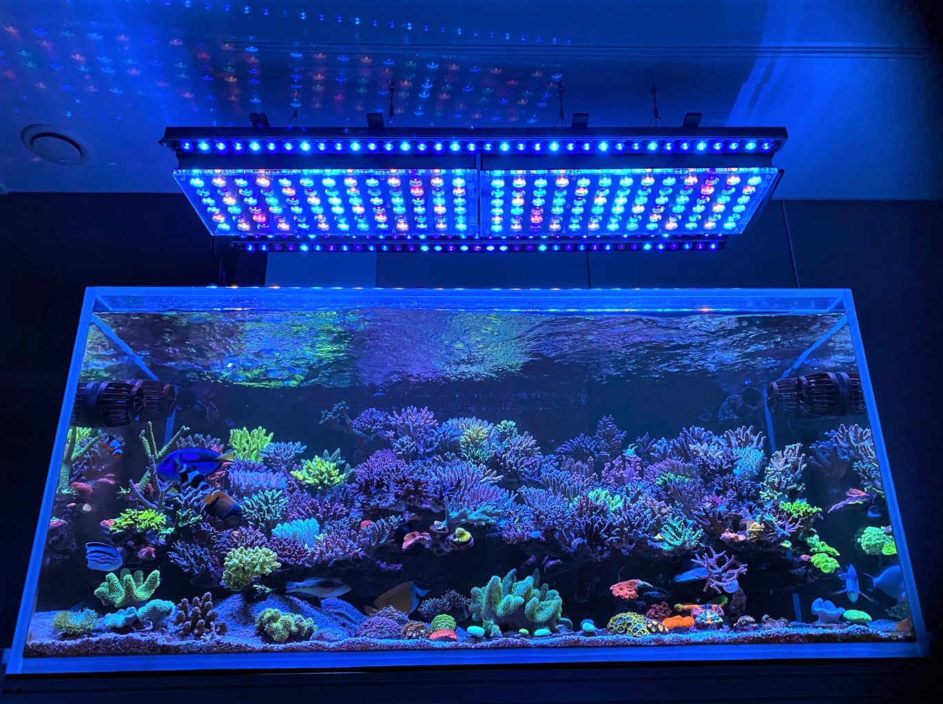 Amazing-2022-Korean-SPS-dominated-reef-aquarium.jpg