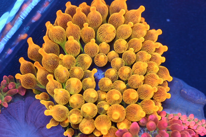 27720454836_b8036c5789_c.jpg