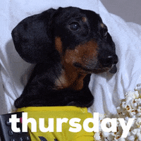Dog GIF by GIPHY Studios Originals