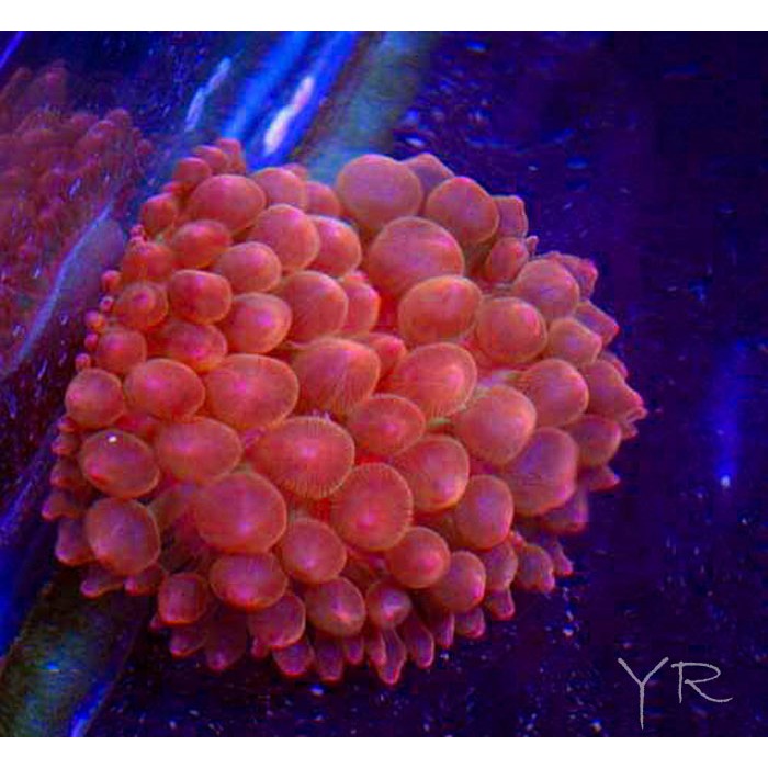 rose-bubble-tip-anemone-1291-700x700.jpg