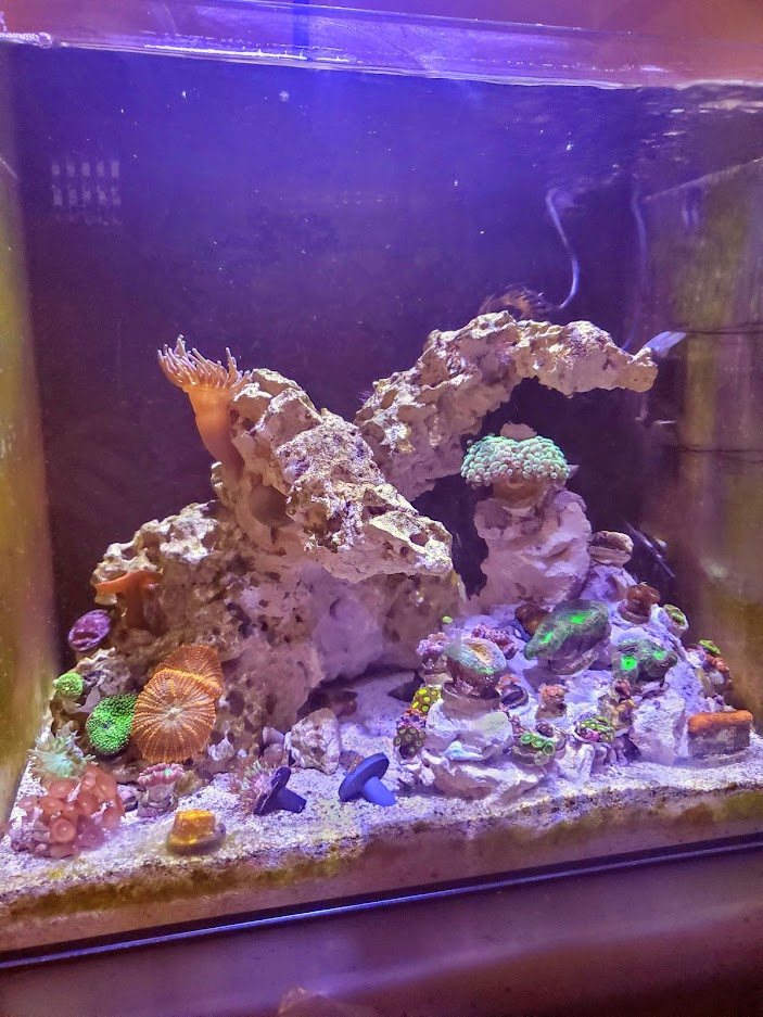 My-reef.jpg