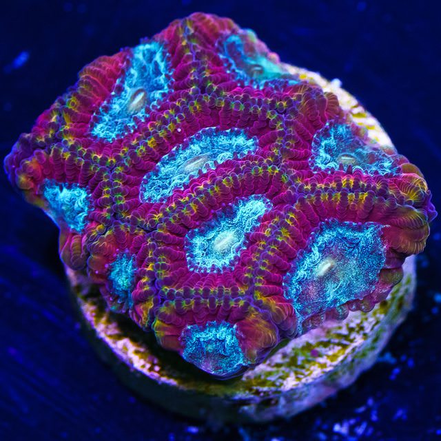 ZuAq7N6l.jpg