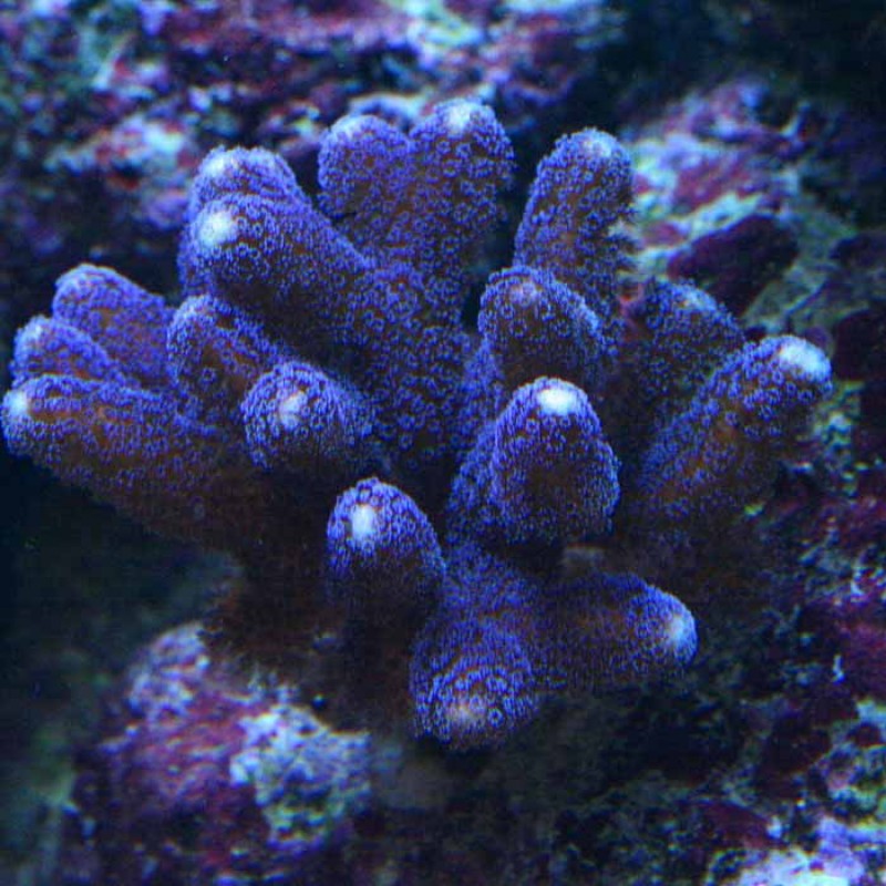 atl-purple-stylophora-1430-800x800.jpg